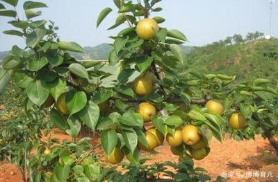 ���Nֲԓ���ӹ�������������������ʣ�