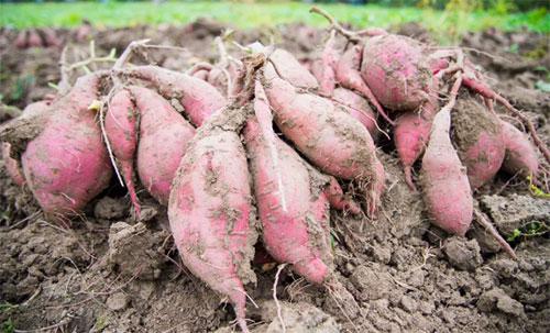 �t��ʩ�ʣ�4���`�^Ҫ���_�����ղ��Ópʧ��