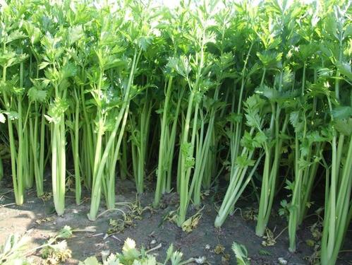 �ļ��۲�ԓ��ηNֲ����������۲ˮa����