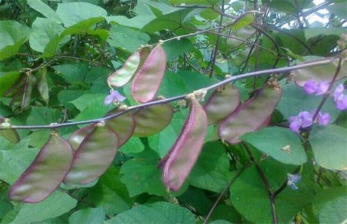 �ϱⶹ�Nֲ�ڑ�ԓ���ʩ�ʣ���Ҫע��ʲô��