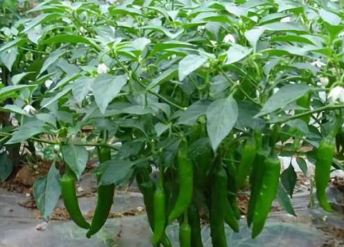 �����Nֲԓע��ʲô��������������a����