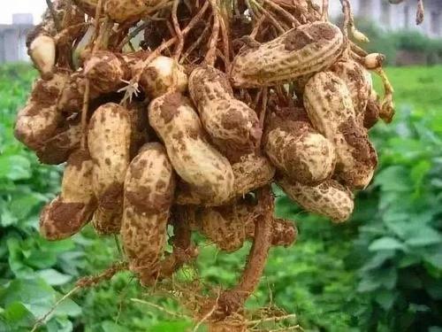 �����Nֲԓע��ʲô�������߻����a����