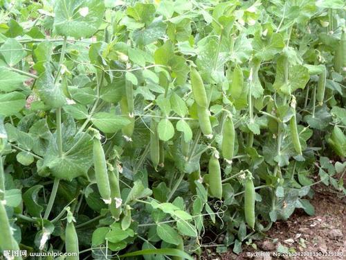 �㶹����ηNֲ�ģ��㶹�Nֲԓע����Щ���}��