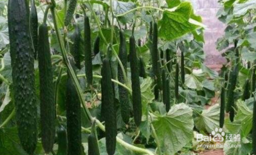 �S�����L����ʲô���ϱ��^������ԓ���ʩ����