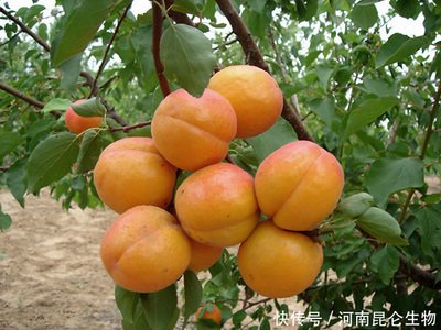 �Nֲ�Ә�(sh��)��(y��ng)ԓ���ʩ�ʣ��Ә�(sh��)ʩ�ʼ��g(sh��)��