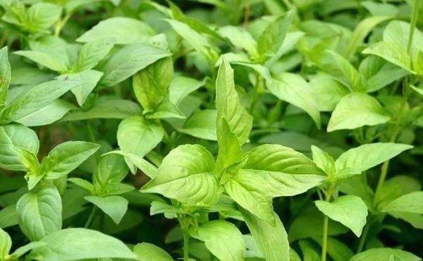 ���ɑ�(y��ng)ԓʩʲô���ϣ����ʩ�ʣ�