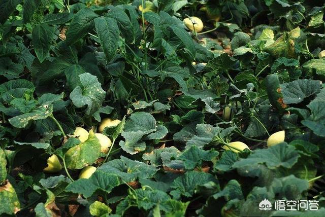 �����ʲô���ϱ��^�ã���(y��ng)ԓ���ʩ�ʣ�