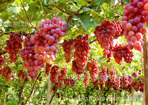 ���ў�ʲôҪʩ��ʣ�ʩ��ʶ�����Щ��̎��