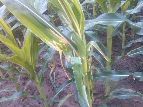 ����ȱ�׵İY����ʲô����ԓ��η��Σ�