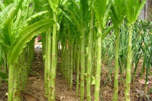 �n�S�߮a(ch��n)�Nֲ��������Щ���n�S�Nֲ�������g(sh��)��