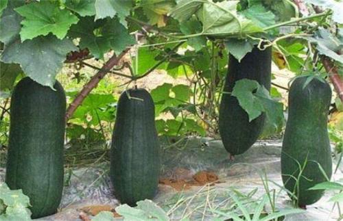 ���ϷNֲԓע����Щ���}�������߶��������ʣ�