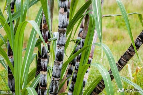 ����һֱ���L(zh��ng)ԭ����ʲô������Щ���η�����