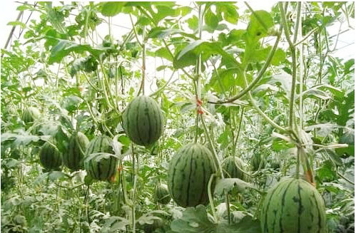 ���ϵ����Ҏ����ʲô������Щʩ��ԭ�t��