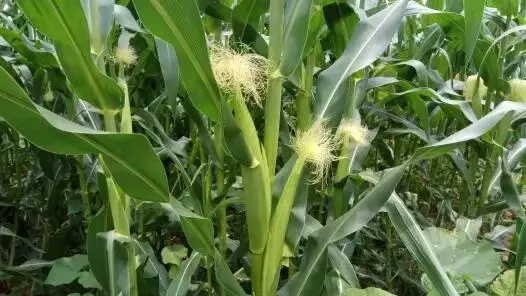 ������ʲô�r��ʩ�ʱ��^�ã���ԓ���ʩ�ʣ�