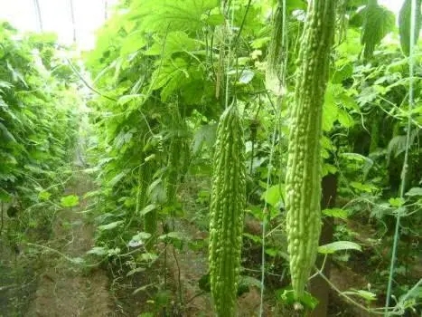 ���ʲô�r�g�Nֲ����ϷNֲ������ʲô��