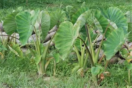 �Nֲ���^��(y��ng)ԓ���ʩ������Ҫע��ʲô��