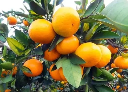 �Nֲ���Ә䑪ԓ���ʩ�ʣ����Ә�ʩ�ʼ��g��