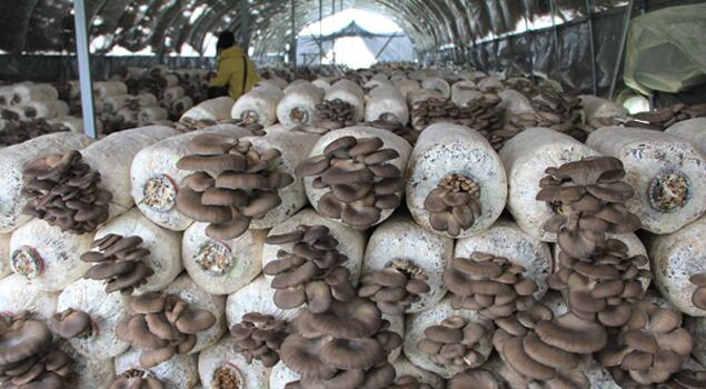 Ģ����ԓ���ʩ�ʣ�ӛס�@���c��