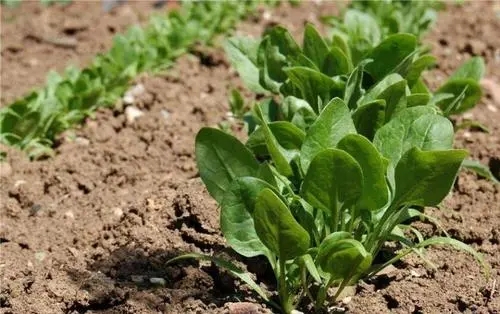 ���˷Nֲ�ĭh(hu��n)����������Щ�����˷Nֲ���g(sh��)��