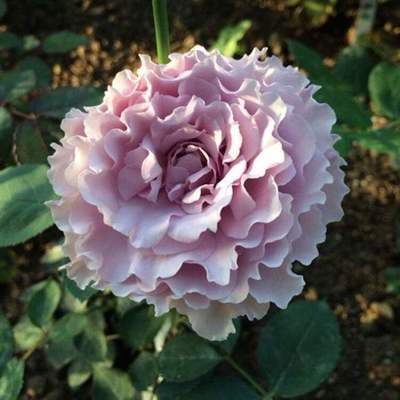 �Nֲ�¼���ʲô���ϣ��¼���ʲô�r(sh��)��ʩ���ʣ�