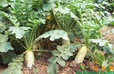 ��ηN���}�������ʩ�ʣ�