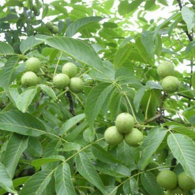 �Nֲ����Ҫ���ʩ�ʣ�ʲô�r(sh��)��ʩ�ʺã�