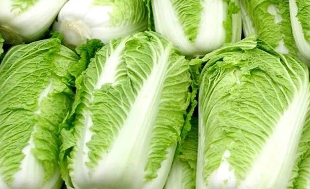 ��ײ˲��պ�ԓ��΃�(ch��)�أ���ײ˷Nֲ�������g(sh��)��