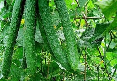 �����S����ʲô���Ϻã���ôʩ�ʣ�