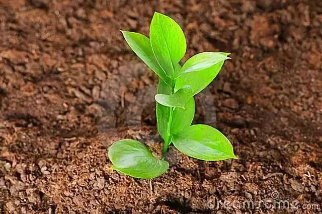 ʲô������ʣ�����������ʲô��