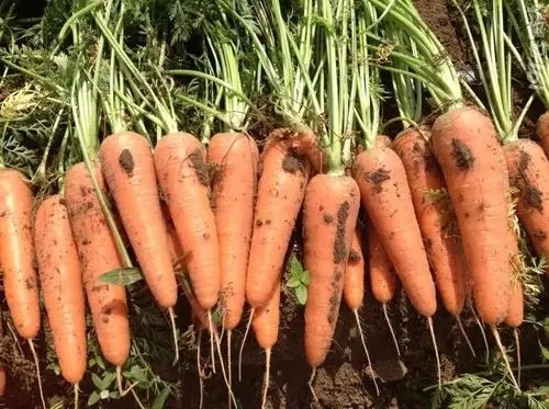 Ӱ푺��}����������������Щ�����}���Nֲ���g��