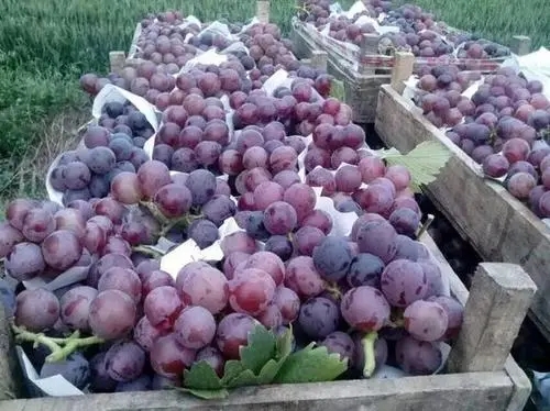 ����ܛ������Щ���أ�����ԓ��ηNֲ��