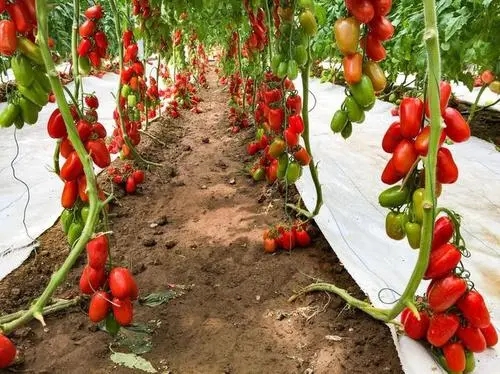 ʥŮ���Nֲ��δ�ܣ�ʥŮ���Nֲ���g��