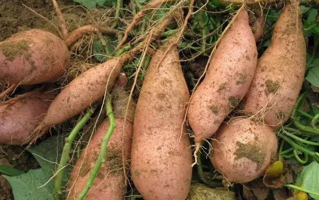 �t�����ʩ�ʣ��t���߮a(ch��n)ʩ�ʼ��ɣ�