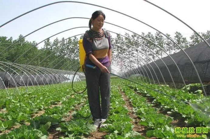 �߲ˇ�ʩ΢�ʑ�(y��ng)ԓע��ʲô���߲�΢�ʇ�ʩ���g(sh��)��