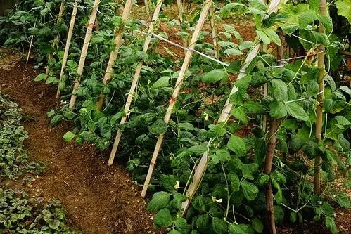 ���ﶹ������Щʩ�����c(di��n)��ʩ�ʷ�����ʲô��