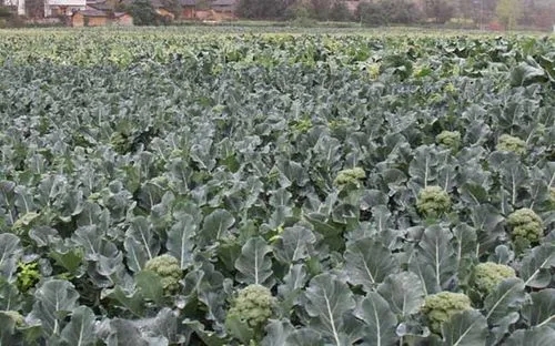 ���m��ʩʲô�ӵķʣ����m��ԓ���ʩ�ʣ�