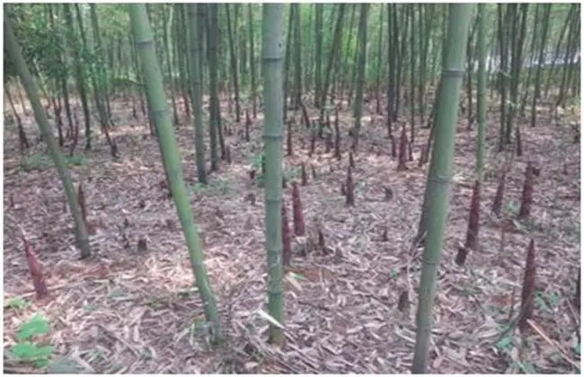 ��S���ʩ�ʣ���Sʩ�ʷ�����ʲô��