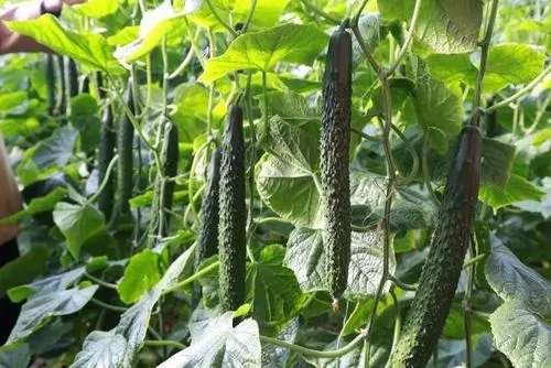 �S����ʲô�r��Nֲ���S�ϷNֲԓע����Щ���}��