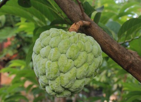 ����֦����ԓ���ʩ�ʣ�����֦ʩ�ʼ��g(sh��)��