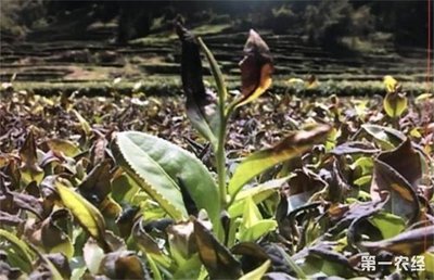 ��䵹����ԓ����A�������Nֲ���g��