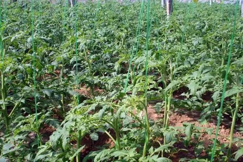 �����~��ʺΕr(sh��)׷�ʺã���νo����׷ʩ�~��ʣ�