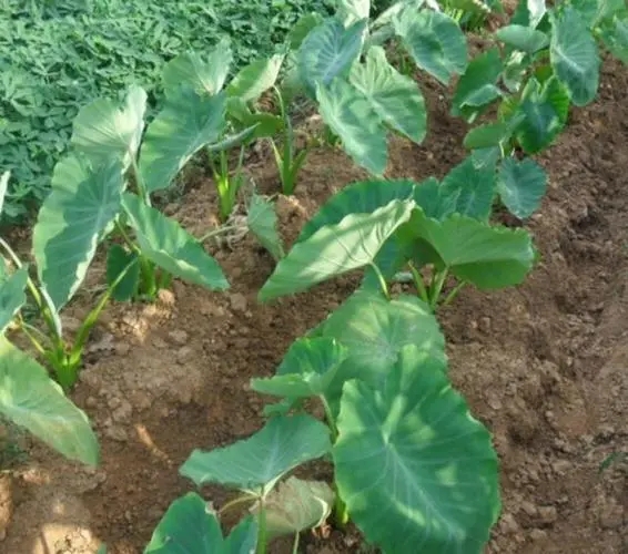 ���^�Nֲʩ�ʼ��g(sh��)����Щ����νo���^ʩ�ʣ�