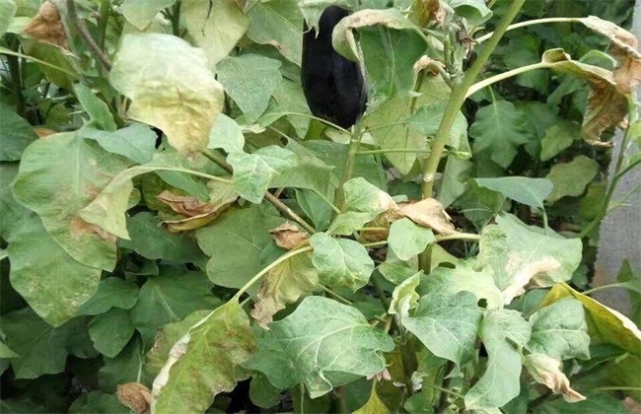 ���ӷʺ���ԭ����ʲô�����ӷʺ�ԓ��ô�k