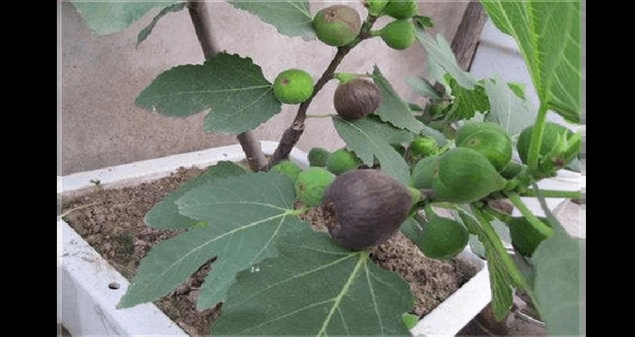 �o����ȱ����ô�k���o�����Nֲ������ʲô��