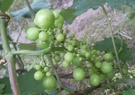 ���ў�ʲô����С�������Ѵ�С���İl��ԭ��