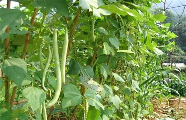 �ļ����ڲ�ͬ���L�A��ԓ���ʩ�ʣ�