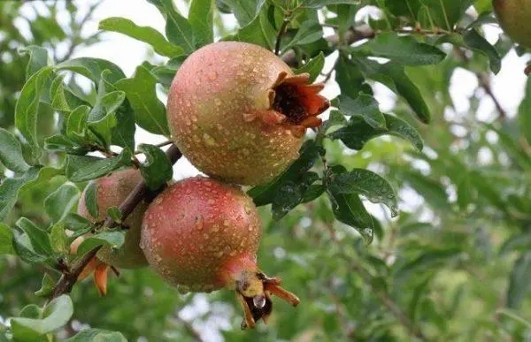 ʯ��Nֲ�r�g��ʲô��ʯ��Nֲ���g����Щ?