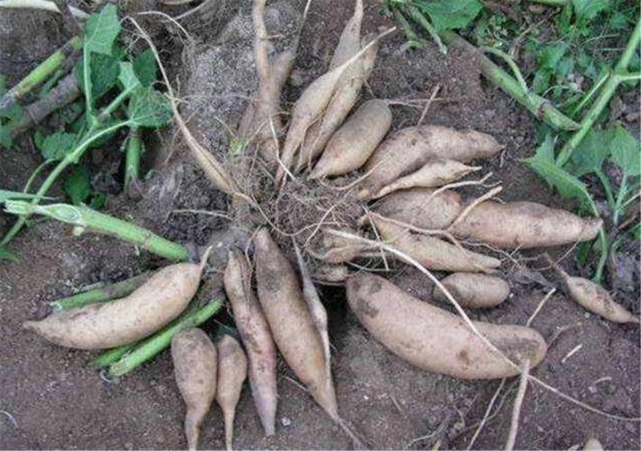 ѩɏ����ô�N��ѩɏ���ķNֲ���g