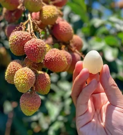 ����Ц��֦��ժ����ô����������Ц��֦��ժ���������