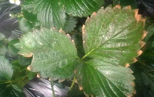 ��ݮ�l���ʺ�����ô�k����α��⣿��ݮ�ʺ�ԭ���a�ȴ�ʩ��